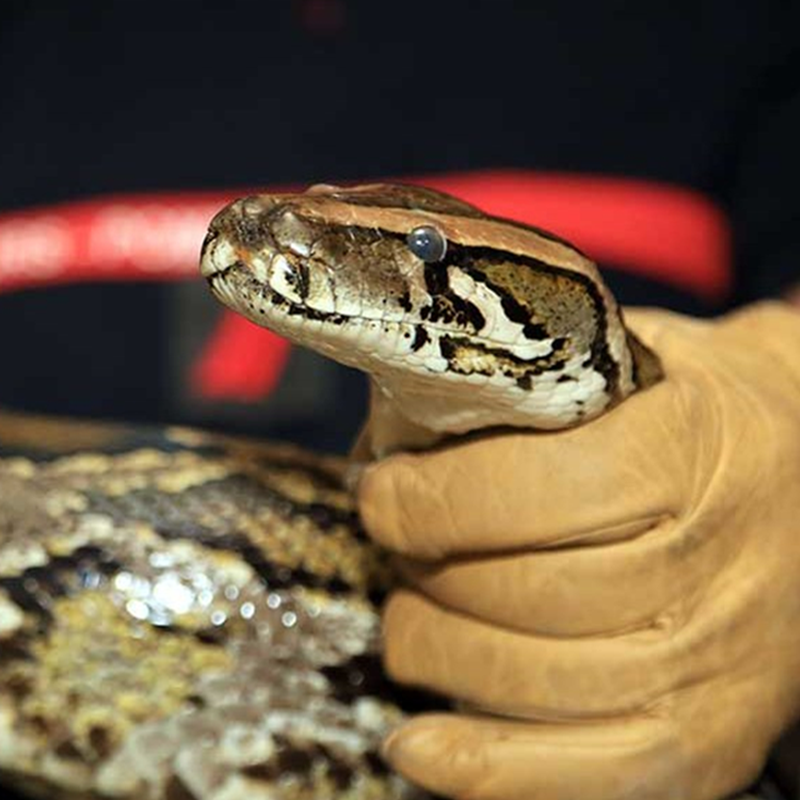 VIGNETTE_LOT_DE_CAPTURE