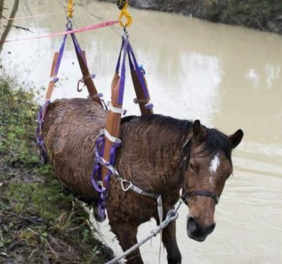 VIGNETTE_capture_et_sauvetage_d_animaux.pdf