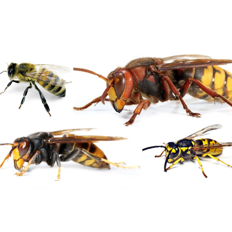 VIGNETTE_Hyménoptères